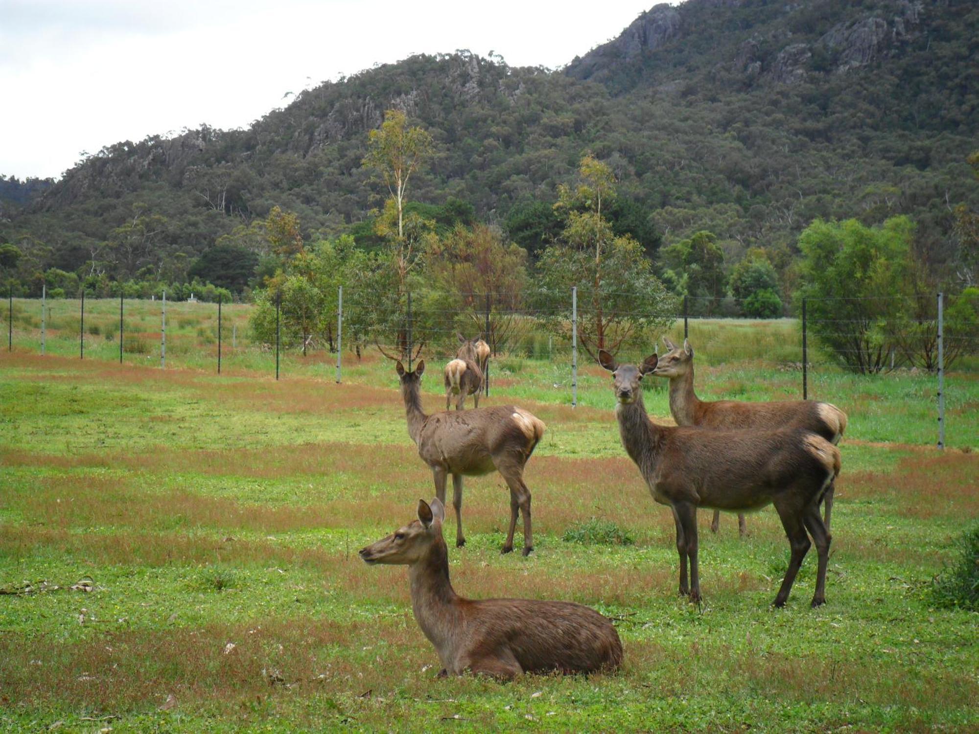 Grampians Chalets Halls Gap Luaran gambar