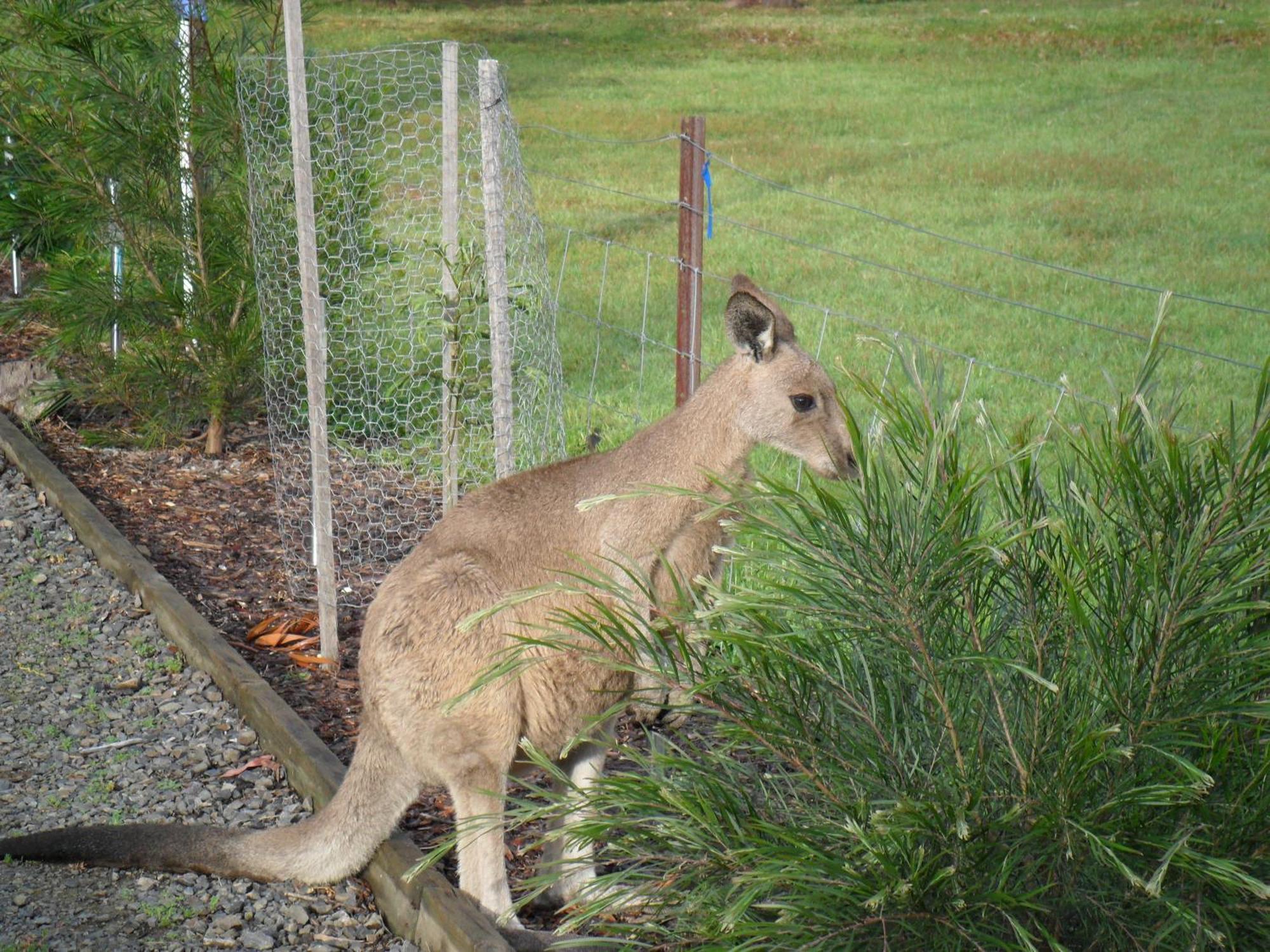 Grampians Chalets Halls Gap Luaran gambar