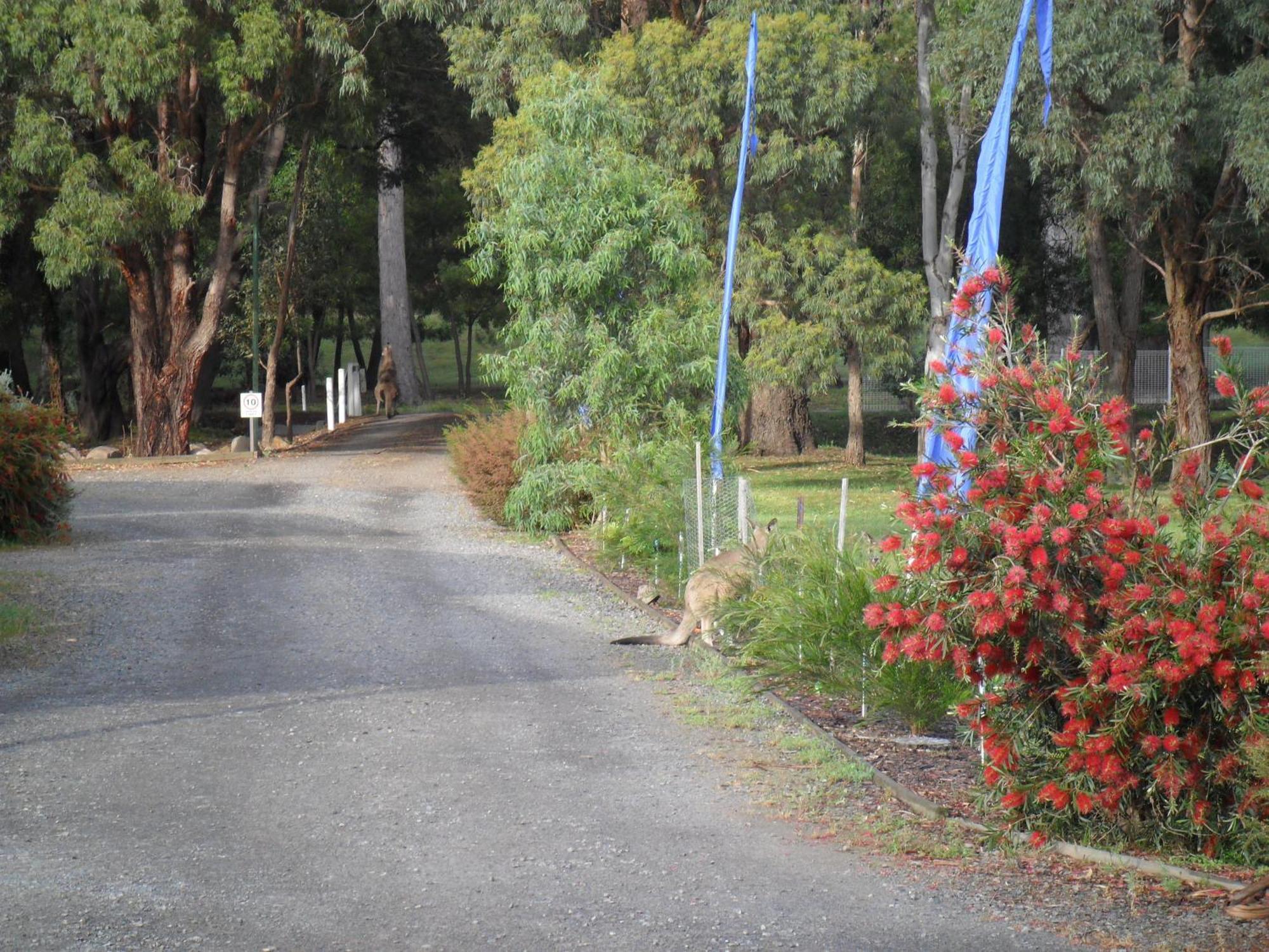 Grampians Chalets Halls Gap Luaran gambar