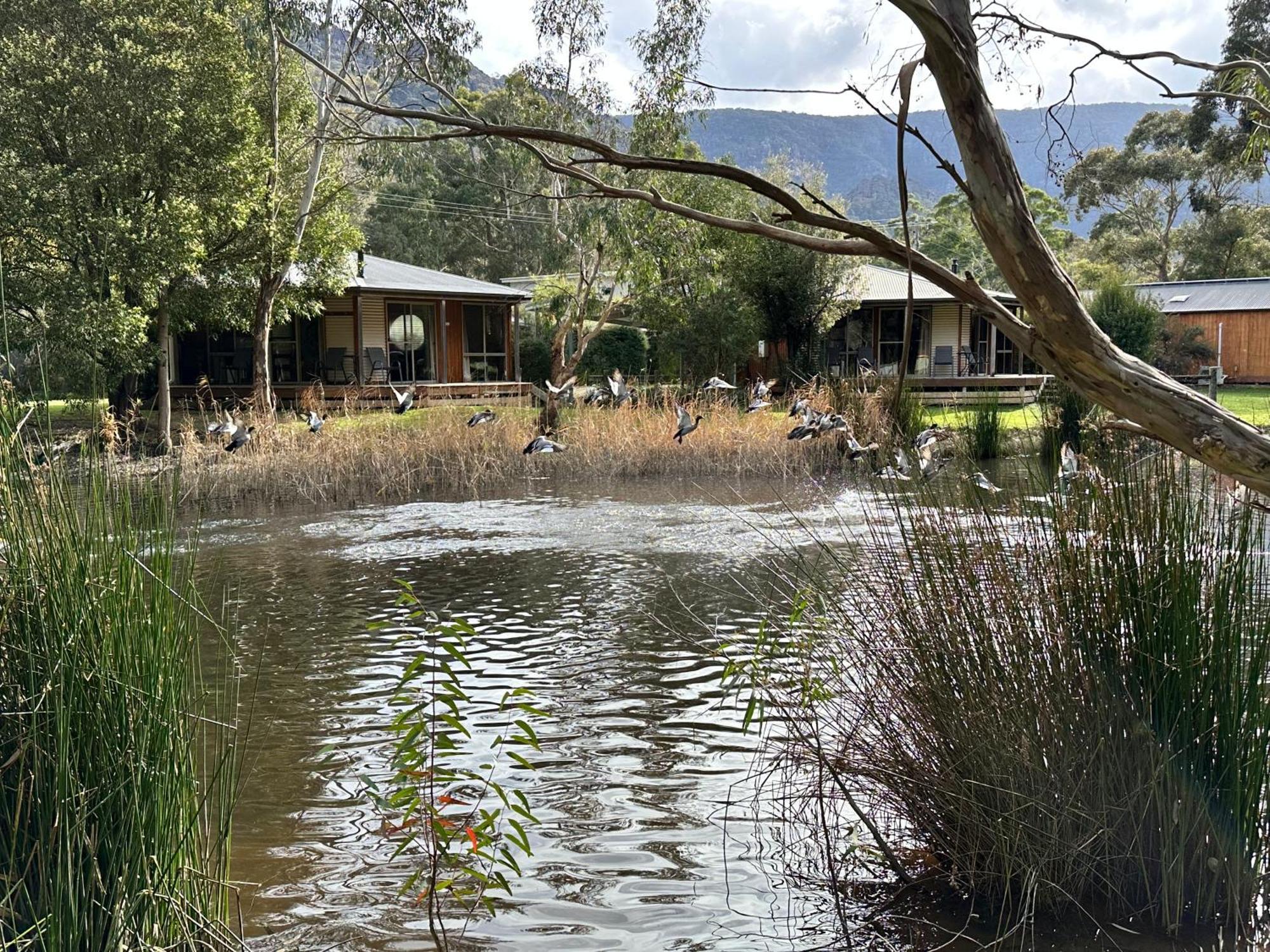 Grampians Chalets Halls Gap Luaran gambar